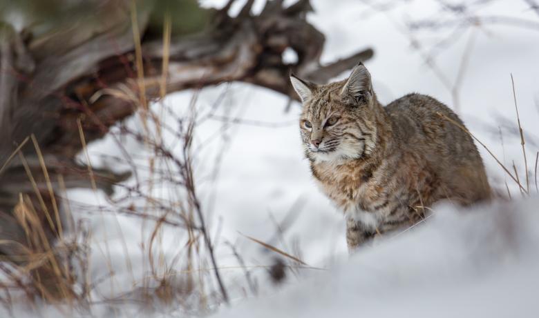 Free stock image of Wild Bobcat created by Pixabay