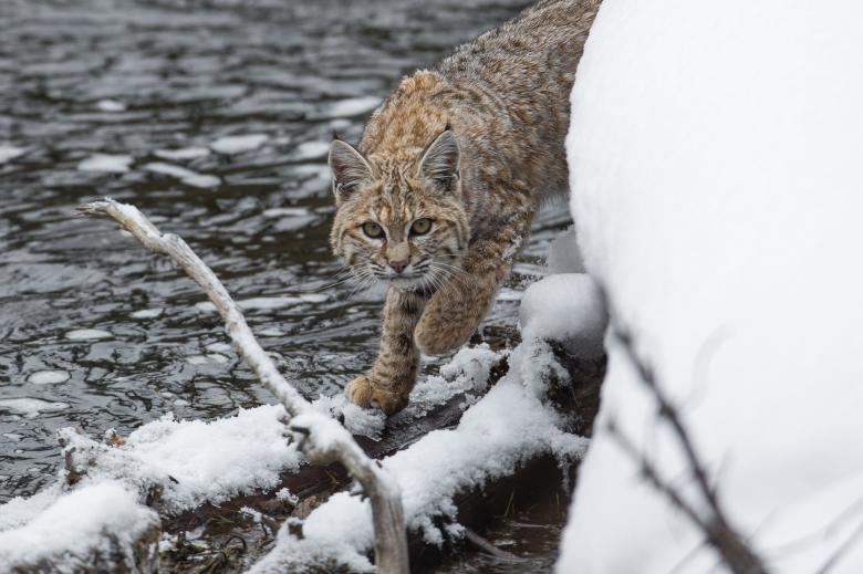 Free stock image of Wild Bobcat created by Pixabay