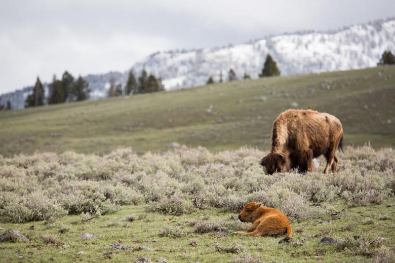 Free stock image of Wild Bison created by Pixabay