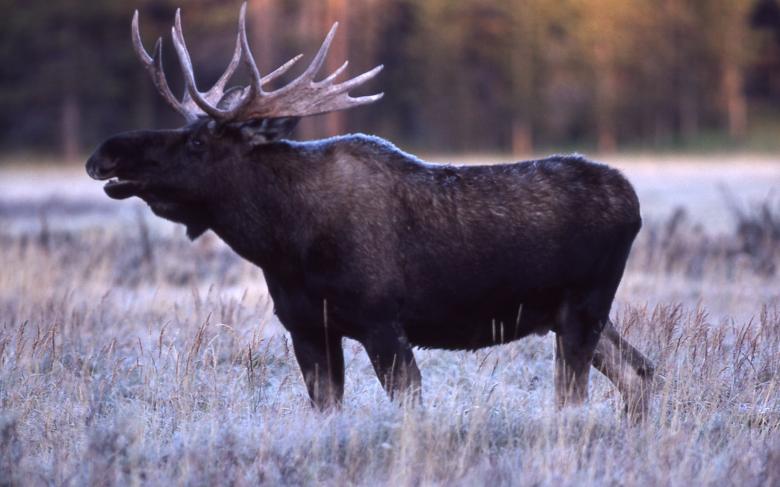 Free stock image of Bull Moose created by Pixabay