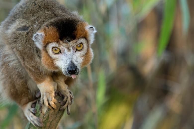 Free stock image of Crowned Lemur created by Pixabay