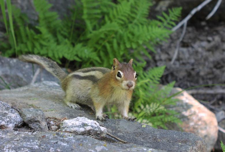 Free stock image of Golden Mantled Squirrel created by Pixabay
