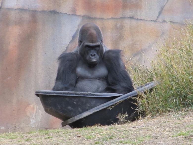 Free stock image of Wild Gorilla created by Pixabay