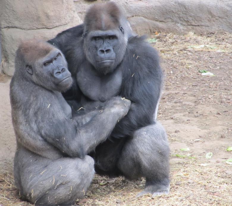 Free stock image of Gorilla Couple created by Pixabay
