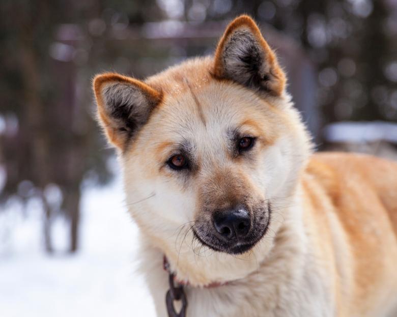 Free stock image of Husky Dog created by Pixabay