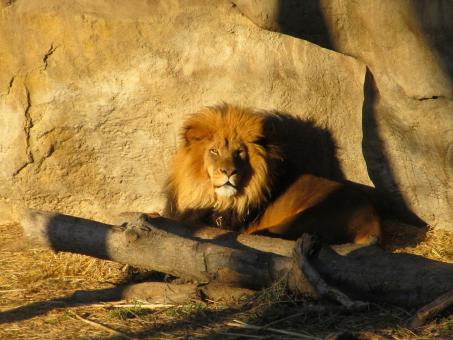Free Stock Photo of Lion King