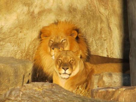 Free Stock Photo of Lion Family