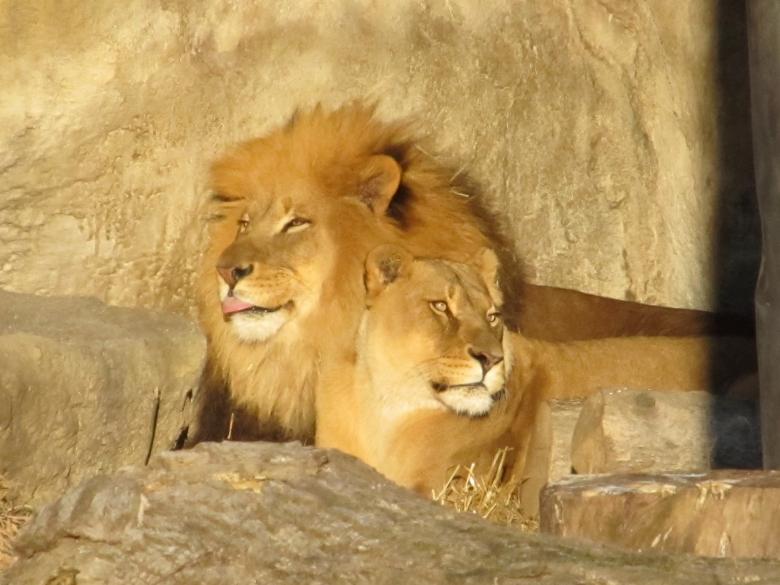 Free stock image of Lion Family created by Pixabay