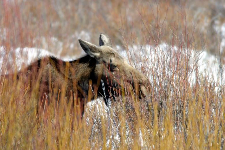 Free stock image of Wild Moose created by Pixabay