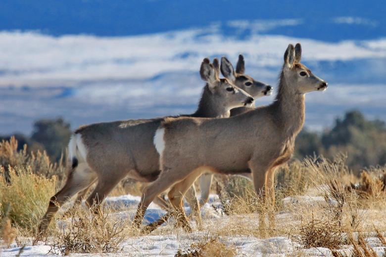 Free stock image of Mule Deer created by Pixabay