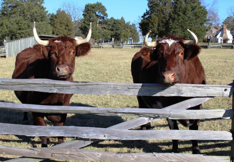 Free stock image of Oxen Farm created by Pixabay