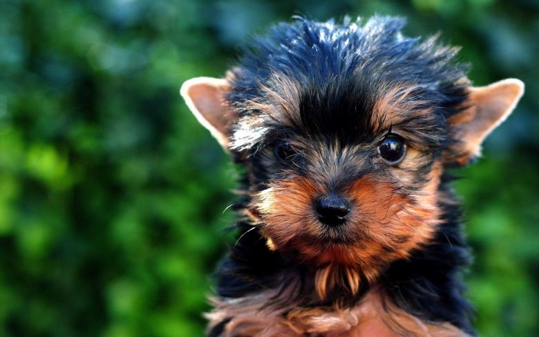 Free stock image of Black n Brown Pup created by Pixabay