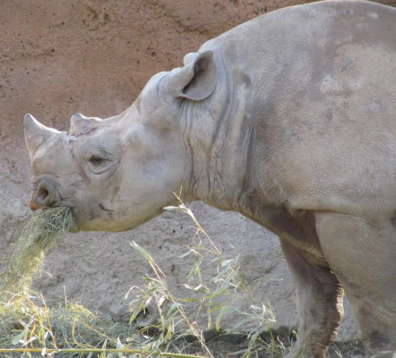 Free stock image of Wild Rhino created by Pixabay