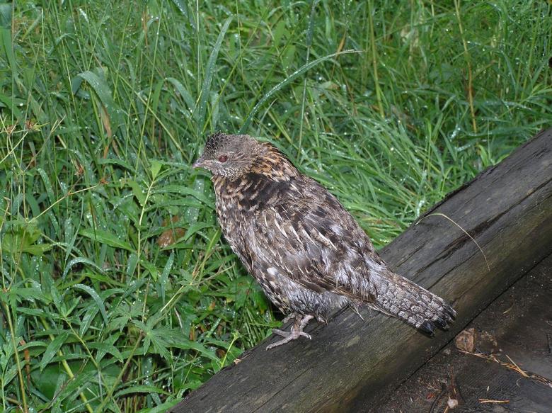 Free stock image of Ruffled Grouse created by Pixabay