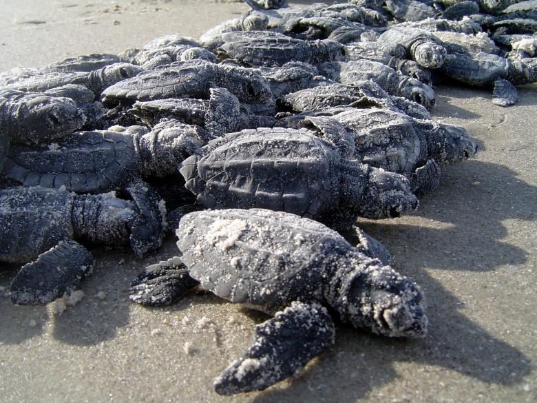 Free stock image of Sea Turtles created by Pixabay