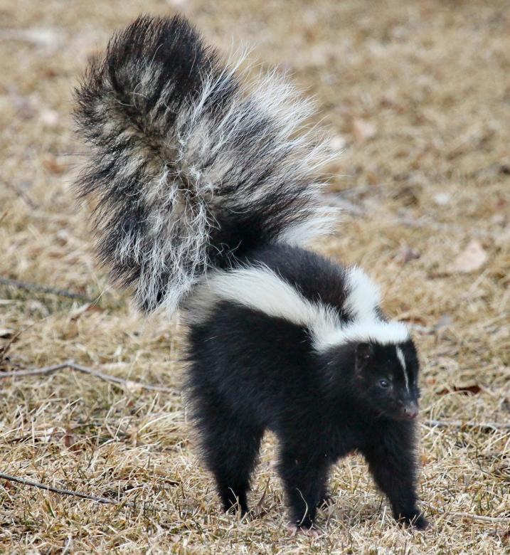 Free stock image of Wild Skunk created by Pixabay