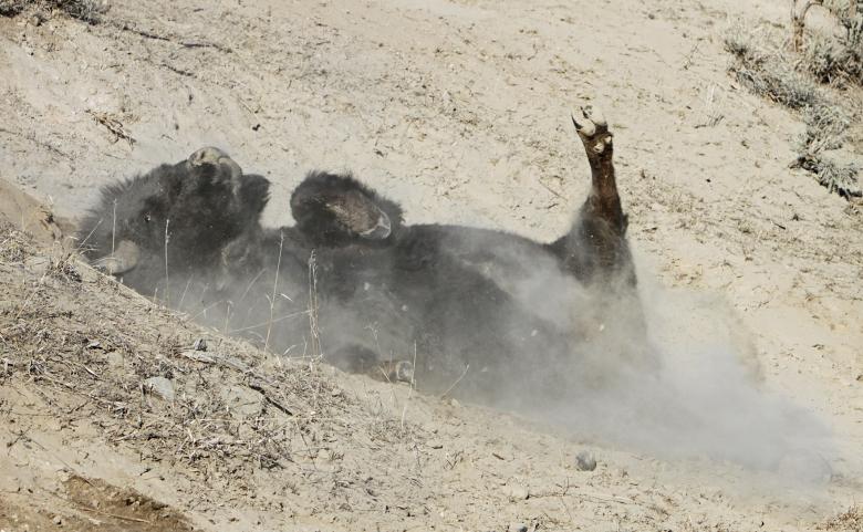Free stock image of Wild Bison created by Pixabay