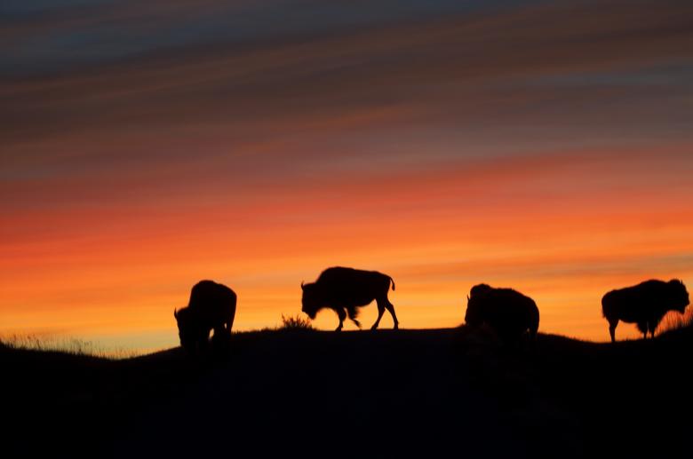 Free stock image of Dark Bisons created by Pixabay