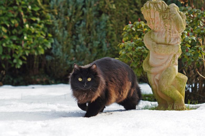 Free stock image of Black Cat created by Pixabay