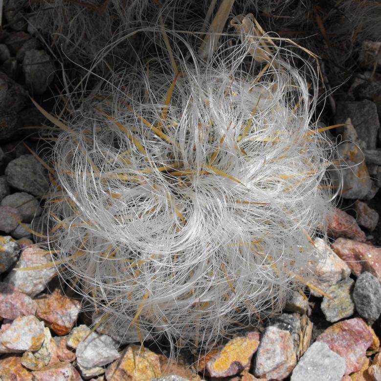 Free stock image of Hairy Cactus created by Pixabay