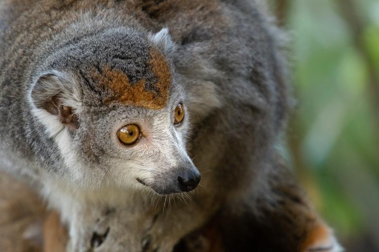 Free stock image of Crowned Lemur created by Pixabay