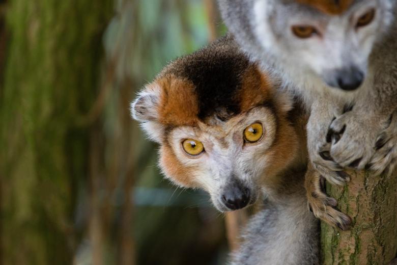 Free stock image of Crowned Lemurs created by Pixabay