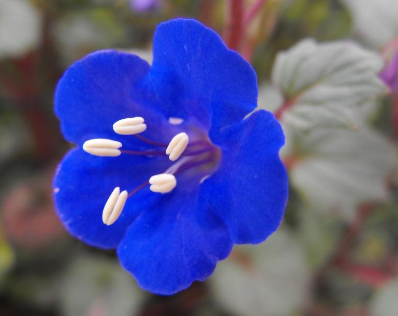 Free stock image of Desert Bluebell created by Pixabay