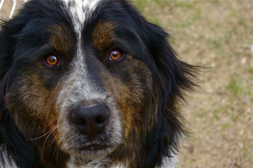 Pet Dog - Free Stock Photo
