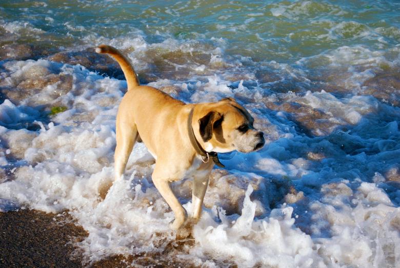 Free stock image of Dog in the Ocean created by Pixabay