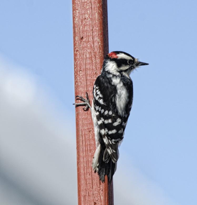 Free stock image of Downy Woodpecker created by Pixabay