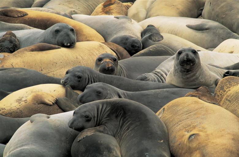 Free stock image of Elephant Seals created by Pixabay