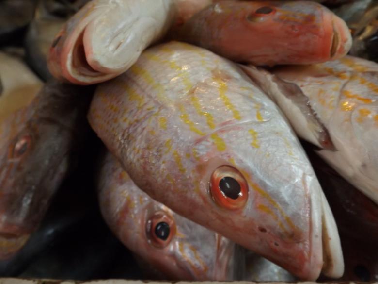 Free stock image of Fish in the Ocean created by Pixabay