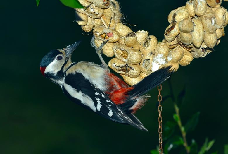 Free stock image of Great Spotted Woodpecker created by Pixabay
