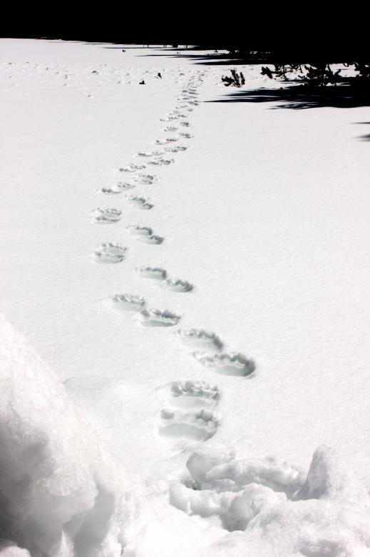 Free stock image of Grizzly Tracks created by Pixabay