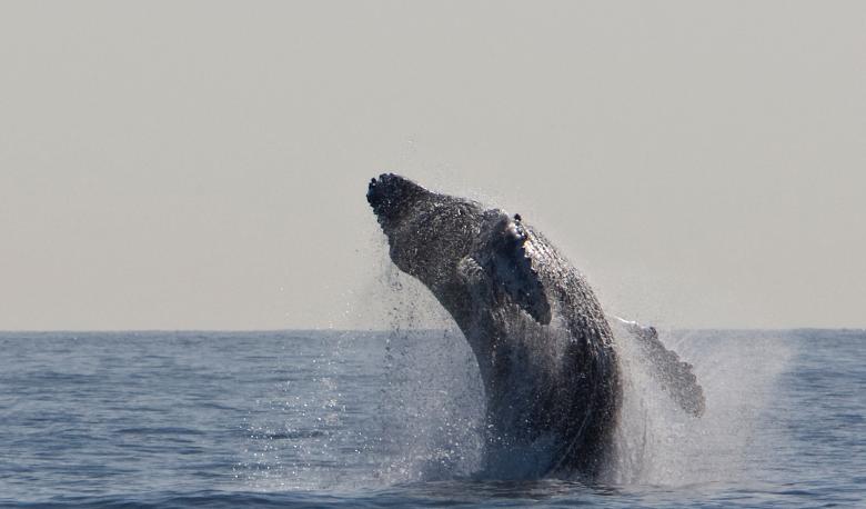 Free stock image of Humpback Whale created by Pixabay