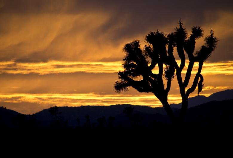Free stock image of Joshua Trees created by Pixabay