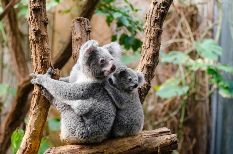 Free stock image of Wild Koalas created by Pixabay