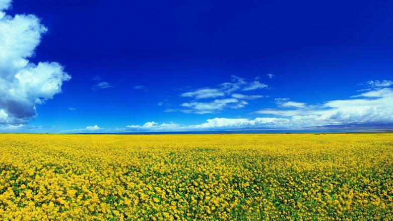Free stock image of Yellow Field created by Pixabay