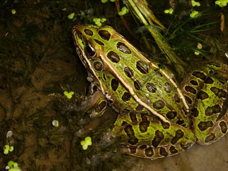 Free stock image of Leopard Frog created by Pixabay