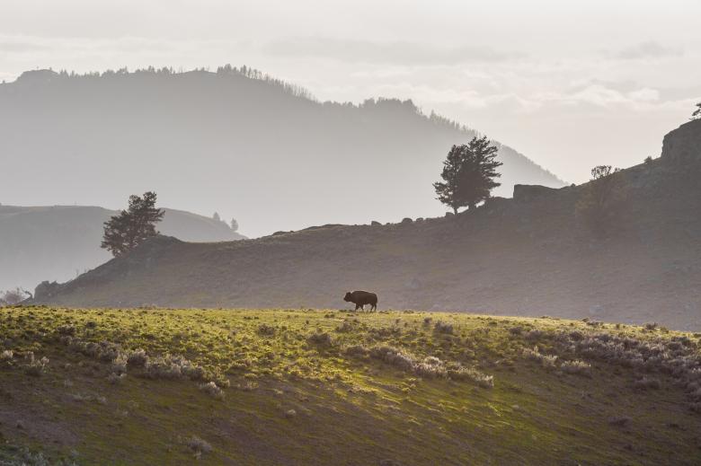 Free stock image of Lone Bison created by Pixabay