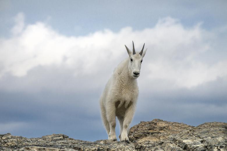 Free stock image of Mountain Goat created by Pixabay