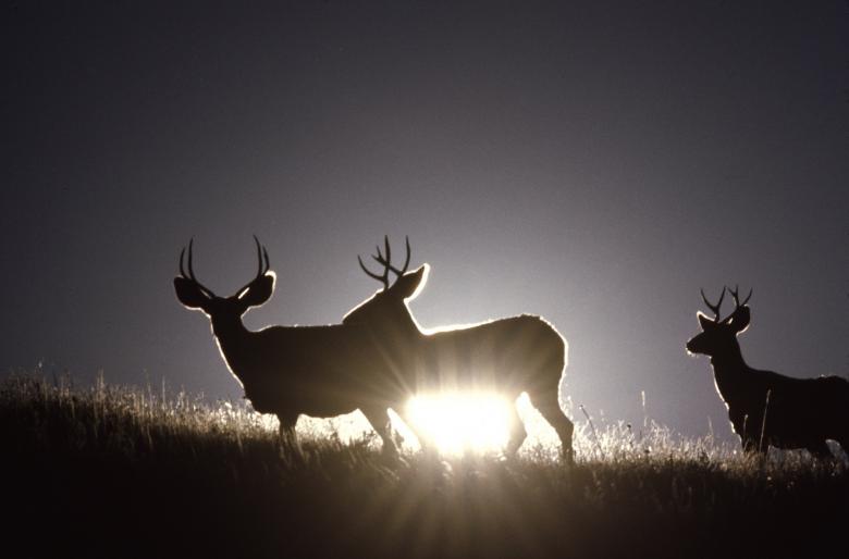Free stock image of Mule Deer created by Pixabay