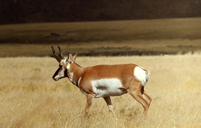 Free stock image of Wild Pronghorn created by Pixabay