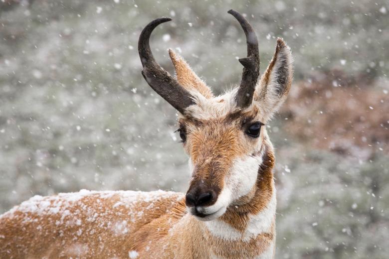 Free stock image of Wild Pronghorn created by Pixabay