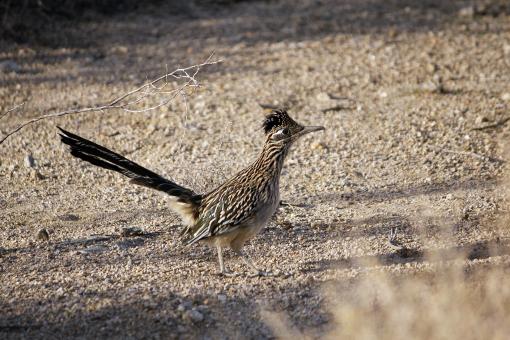 Free Stock Photo of Roadrunner Bird