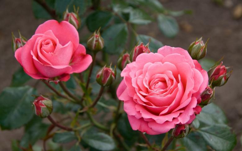 Free stock image of Pink Roses created by Pixabay