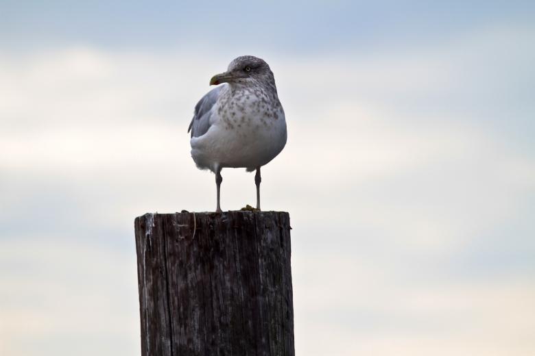 Free stock image of Seagull on the Wood created by Pixabay