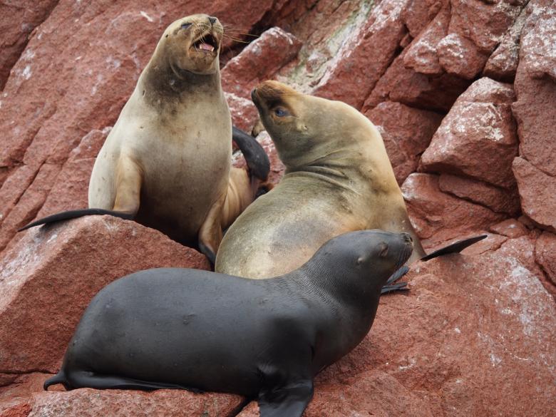 Free stock image of Sea Lions created by Pixabay