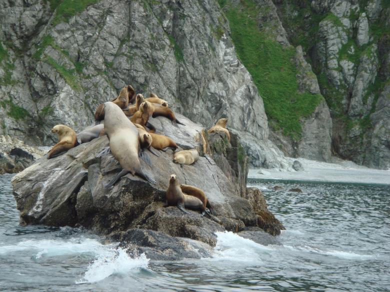 Free stock image of Sea Lions created by Pixabay
