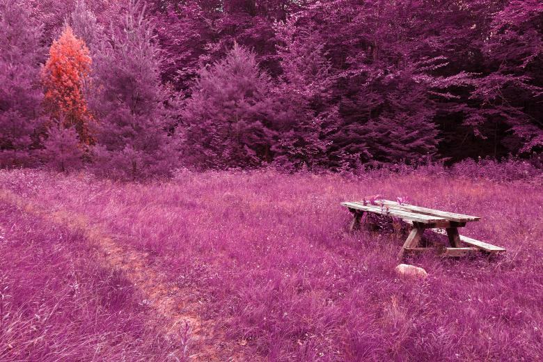 Free stock image of Off the Beaten Picnic Trail - Purple Pandemonium created by Nicolas Raymond